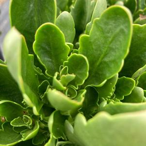Kalanchoe 'Light Orange'