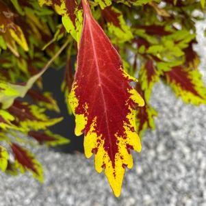 Coleus (Solenostemon) 'Sriracha'