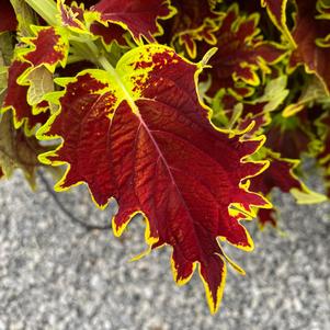 Coleus (Solenostemon) 'Copperhead'
