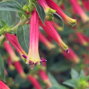 Cuphea 'Honeybells'