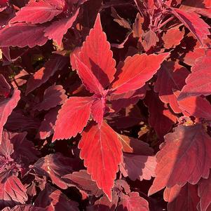 Coleus (Solenostemon) 'Yonge Street'