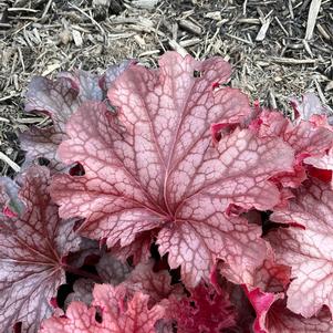 Heuchera 'Ruby Tuesday'