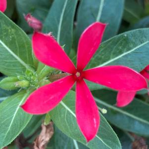 Vinca (Catharanthus) 'Red Shades'