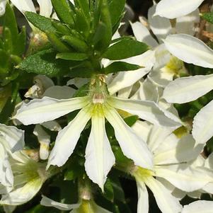 Scaevola 'White Improved'