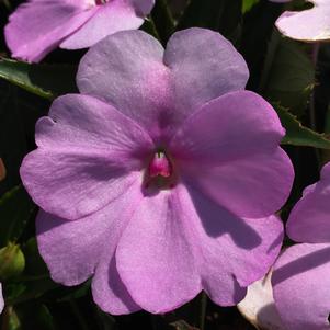Impatiens - hybrida 'Orchid Blush'