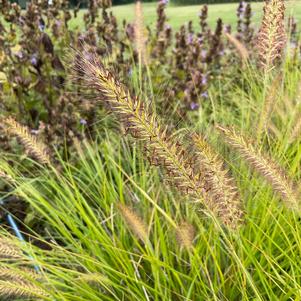 Ornamental Grasses Pennisetum alopecuroides 'Yellow Ribbons PPAF'