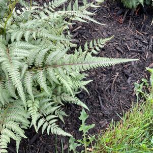 Fern Athyrium niponicum pictum 'Pearly White Painted Fern'