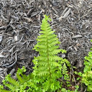 Fern Dryopteris filix-mas 'Parsley Male Fern'