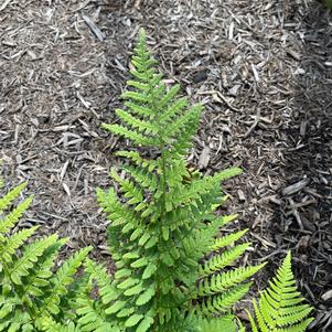 Fern Dryopteris pulcherrima 'Beautiful Wood Fern'