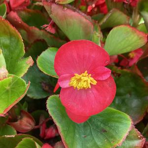 Begonia 'Lipstick (seed)'