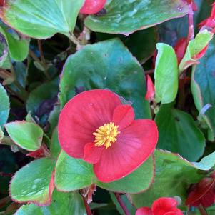 Begonia 'Red IMP (seed)'