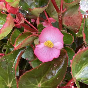 Begonia 'Deep Pink Green Leaf (seed)'