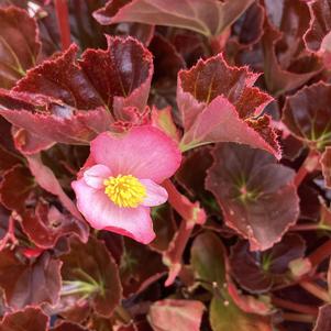 Begonia 'Rose Bronze Leaf (seed)'