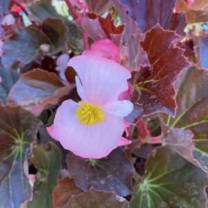 Begonia 'Light Pink Bronzeleaf (seed)'