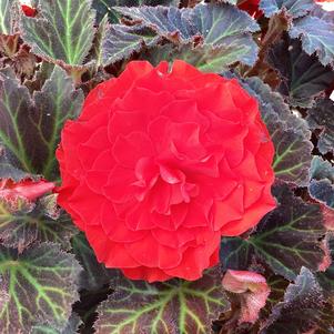 Begonia 'Mocca Deep Red IMP (seed)'