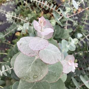 Eucalyptus 'Baby Blue Bouquet (seed)'