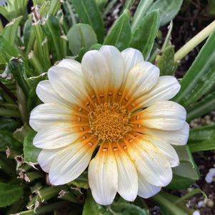 Gazania 'Sunny-Side Up (seed)'