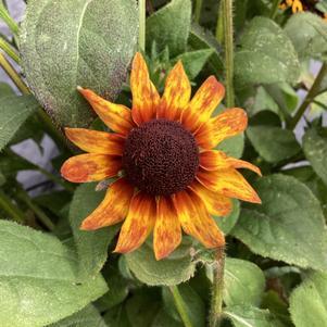 Rudbeckia 'Pawnee Spirit (seed)'