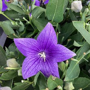 Platycodon 'Blue IMP (seed)'