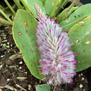 Ptilotus 'Matilda (seed)'