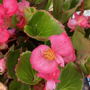 Begonia 'Pink (seed)'
