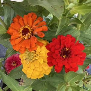 Zinnia 'Benary's Giant Mix (seed)'