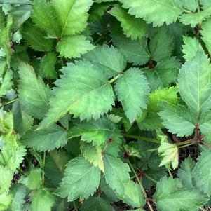 Astilbe 'Rhapsody (seed)'