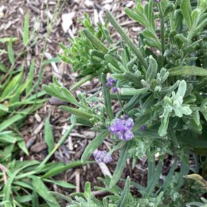 Lavandula 'Blue (seed)'