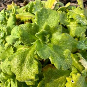 Arabis 'Catwalk Pink (seed)'
