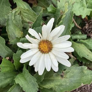 Leucanthemum 'Libra'