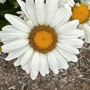 Leucanthemum 'Taurus'