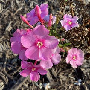Phlox paniculata 'Compact Pink w/Eye'