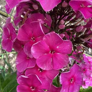 Phlox paniculata 'Compact Rose'