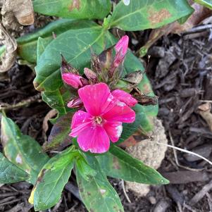 Phlox paniculata 'Red'