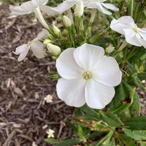 Phlox paniculata 'Snow White'