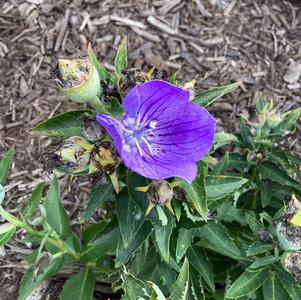 Platycodon 'Blue (seed)'