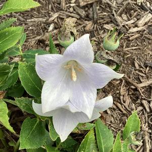 Platycodon 'White (seed)'