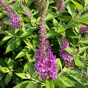 Buddleja 'Blue'