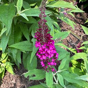 Buddleja 'Cranberry'