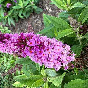 Buddleja 'Pink'