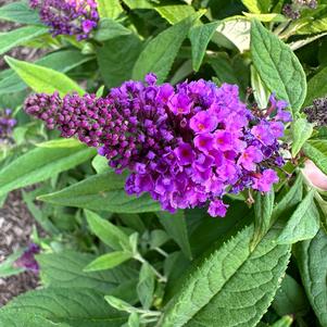 Buddleja 'Purple'