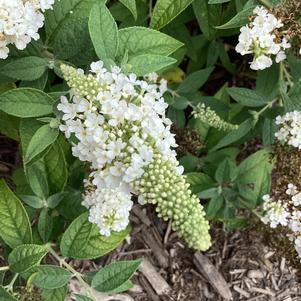Buddleja 'White'