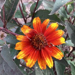 Heliopsis 'Summer Eclipse'