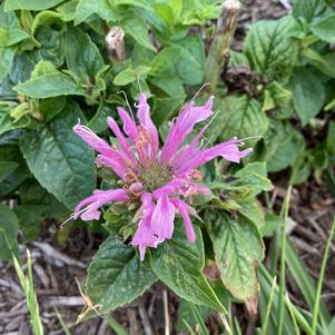 Monarda 'Lavender'