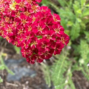 Achillea 'Fire'