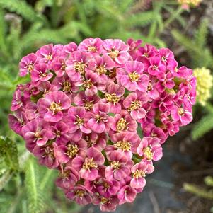 Achillea 'Bright Pink'