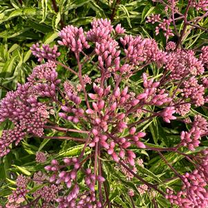 Eupatorium 'Little-Pye'