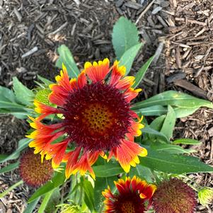 Gaillardia 'Orange Halo IMP'