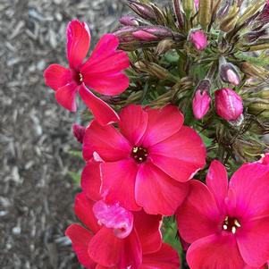 Phlox paniculata 'Watermelon'