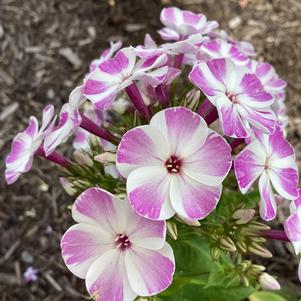 Phlox paniculata 'Lilac Star'